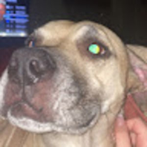 Meet your Posher, Delsie